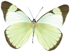 farfalla